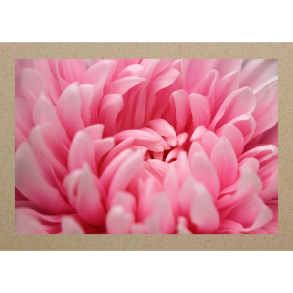 Chrysantheme pink