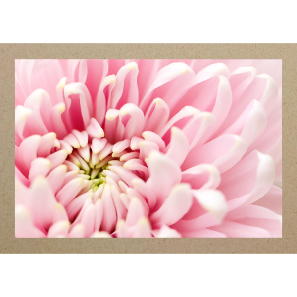 Chrysantheme rosa