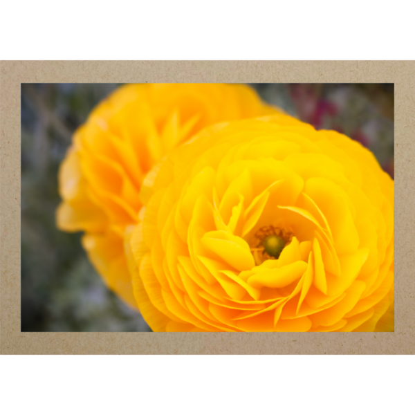 Gelbe Blumen Menton