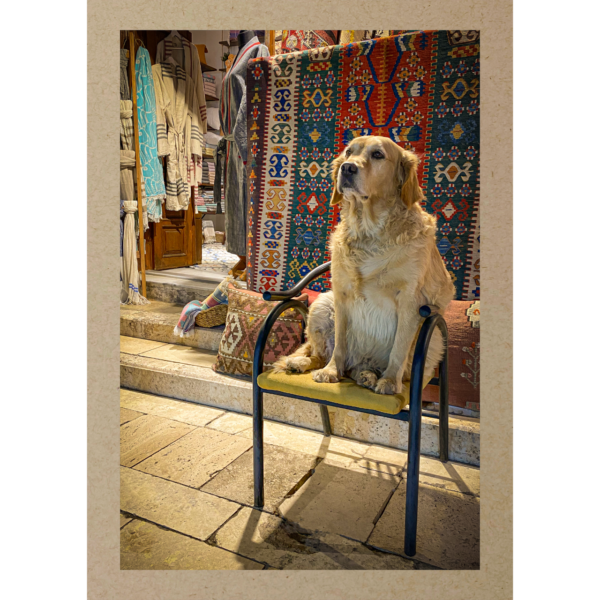 Hund auf Stuhl am Teppichmarkt