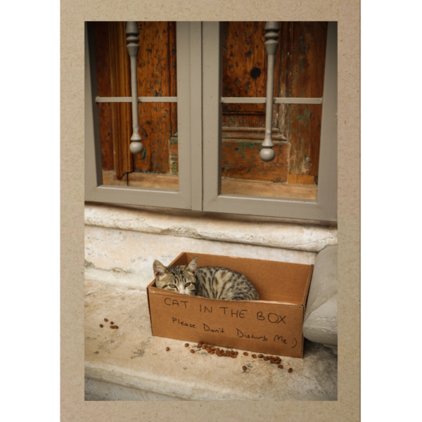 Katze in Kartonbox