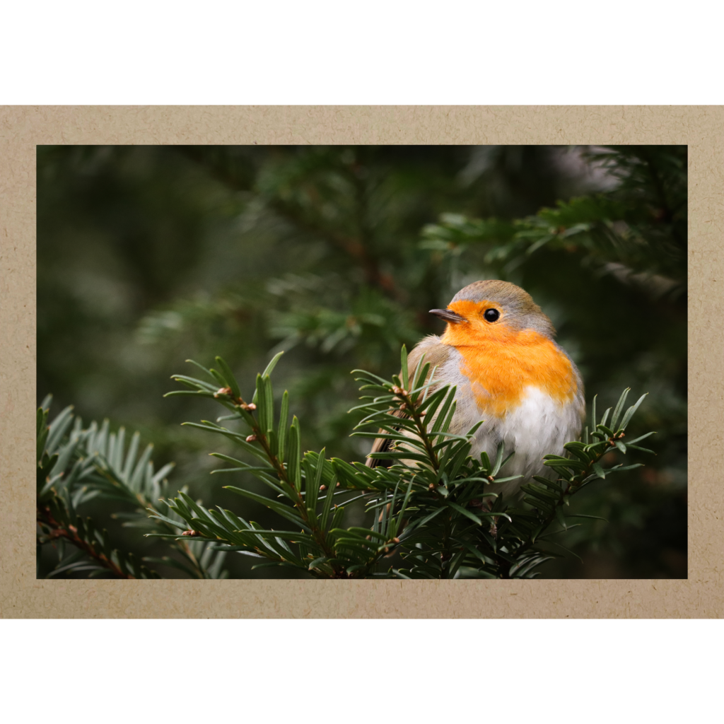 Rotkehlchen Handgemachte Grusskarten hier bestellen