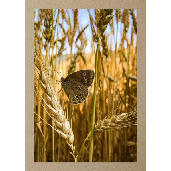 Schmetterling im Kornfeld