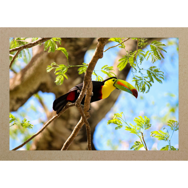 Tucan Costa Rica