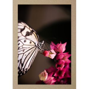Weisser Schmetterling an pinker Blume
